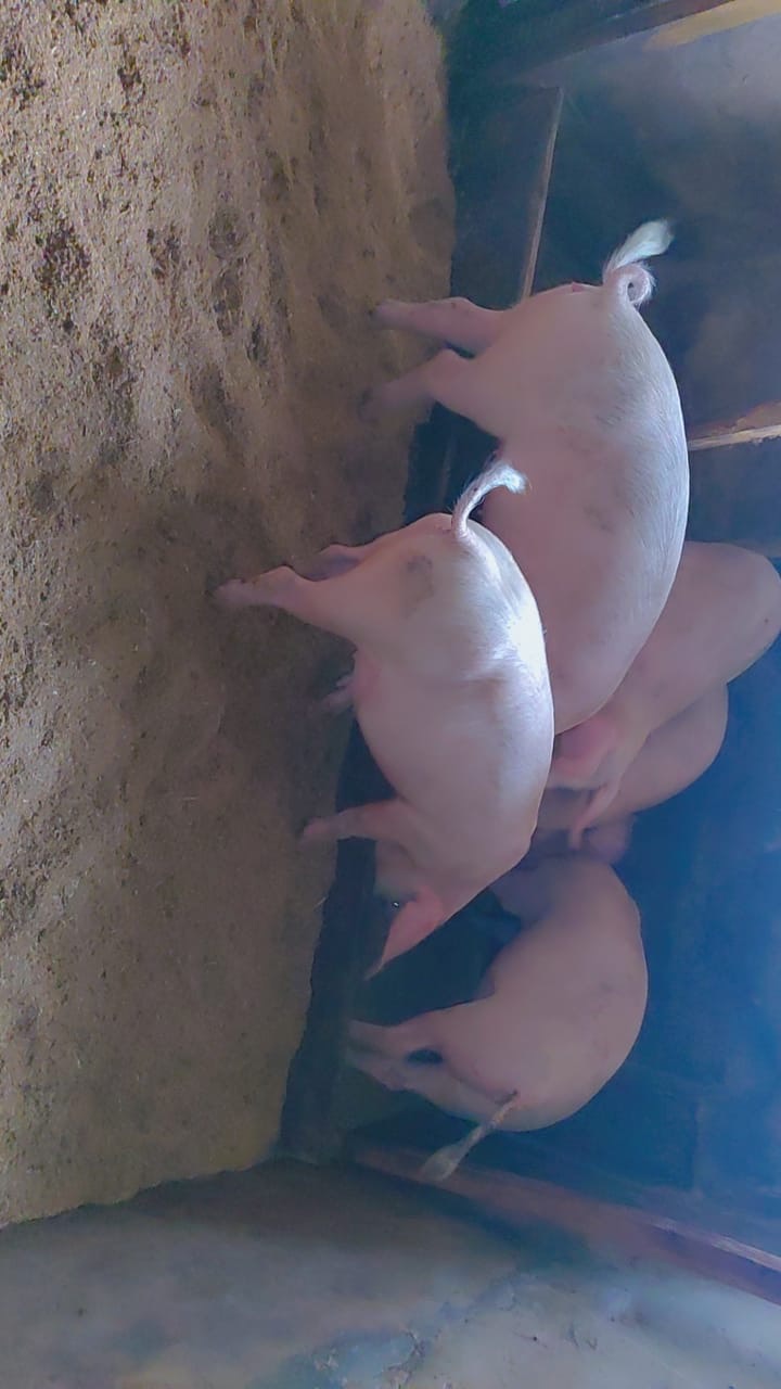 Piggery
